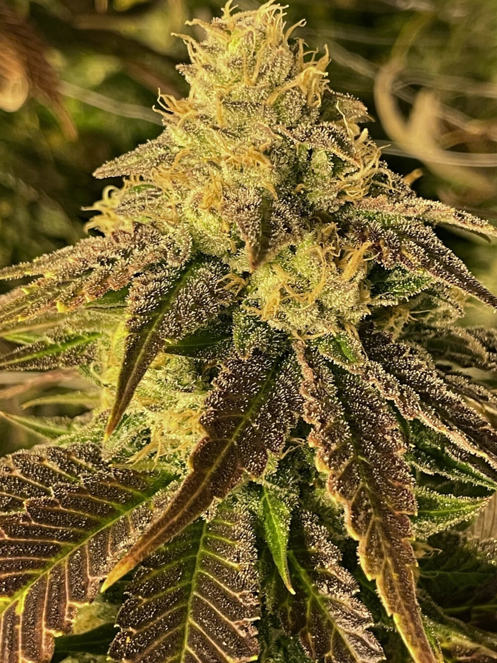 Rare Dankness - Coco Nibbles (reg.)