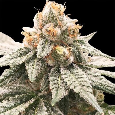 Rare Dankness - Lemon Oasis (fem.) 08663