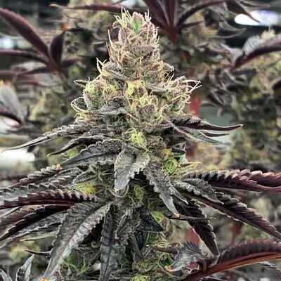 Rare Dankness - Luv Muffin (fem.) 08664