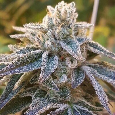 Rare Dankness - Pamelina (reg.) 08666