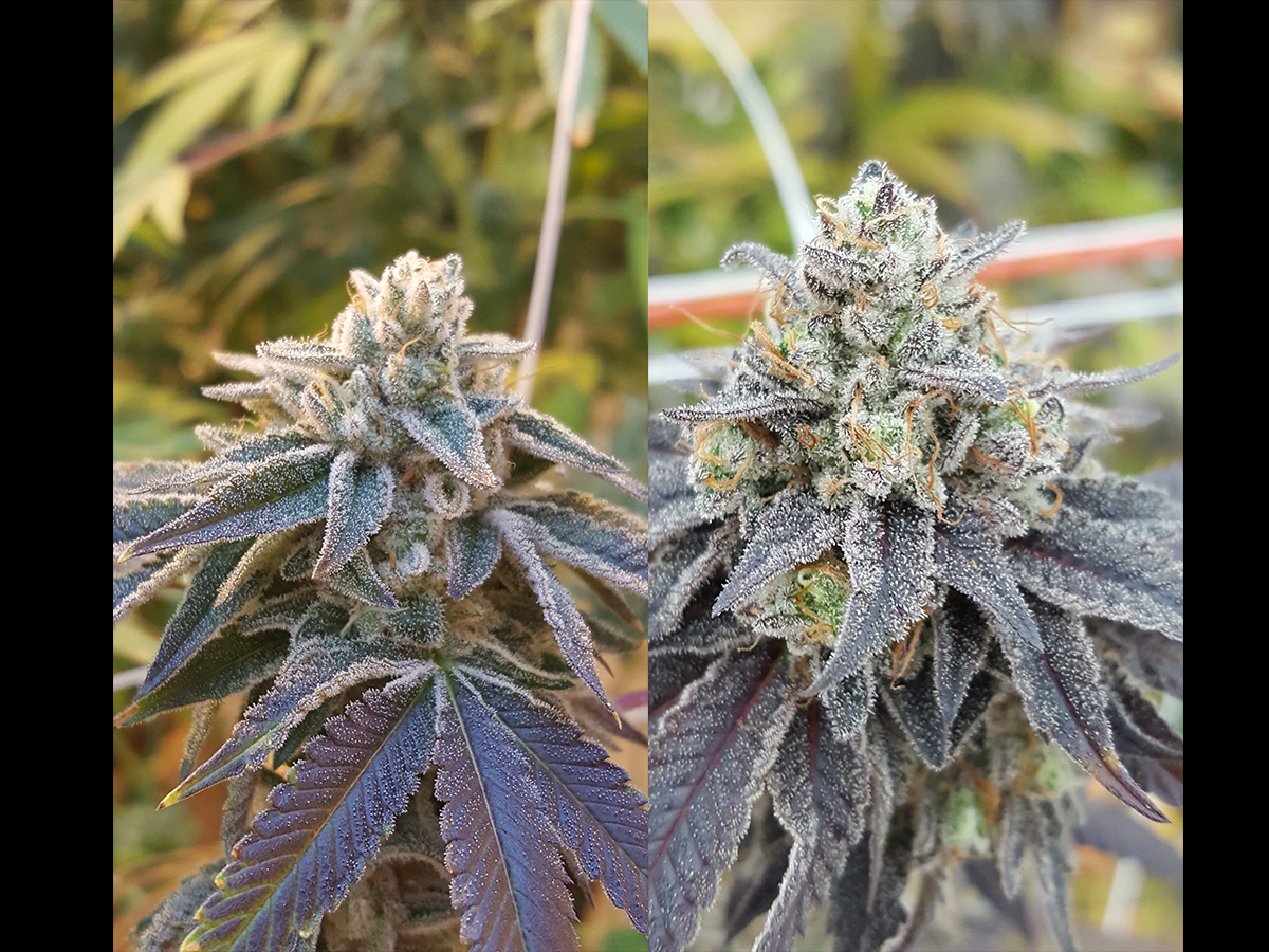 Rare Dankness - Pamelina (reg.)