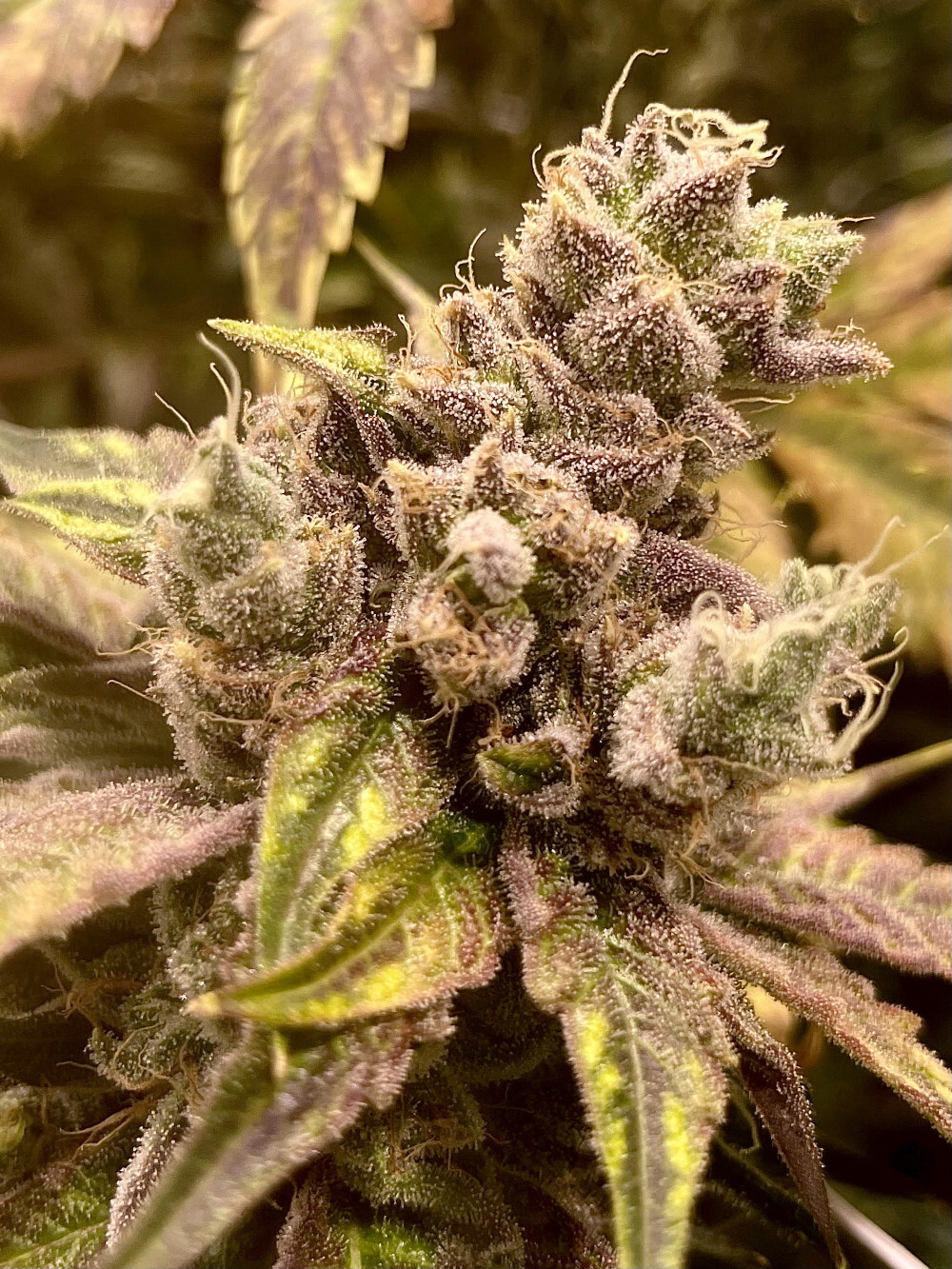 Rare Dankness - Runtz Ghost Train (fem.)