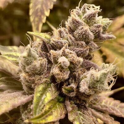 Rare Dankness - Runtz Ghost Train (fem.) 08667