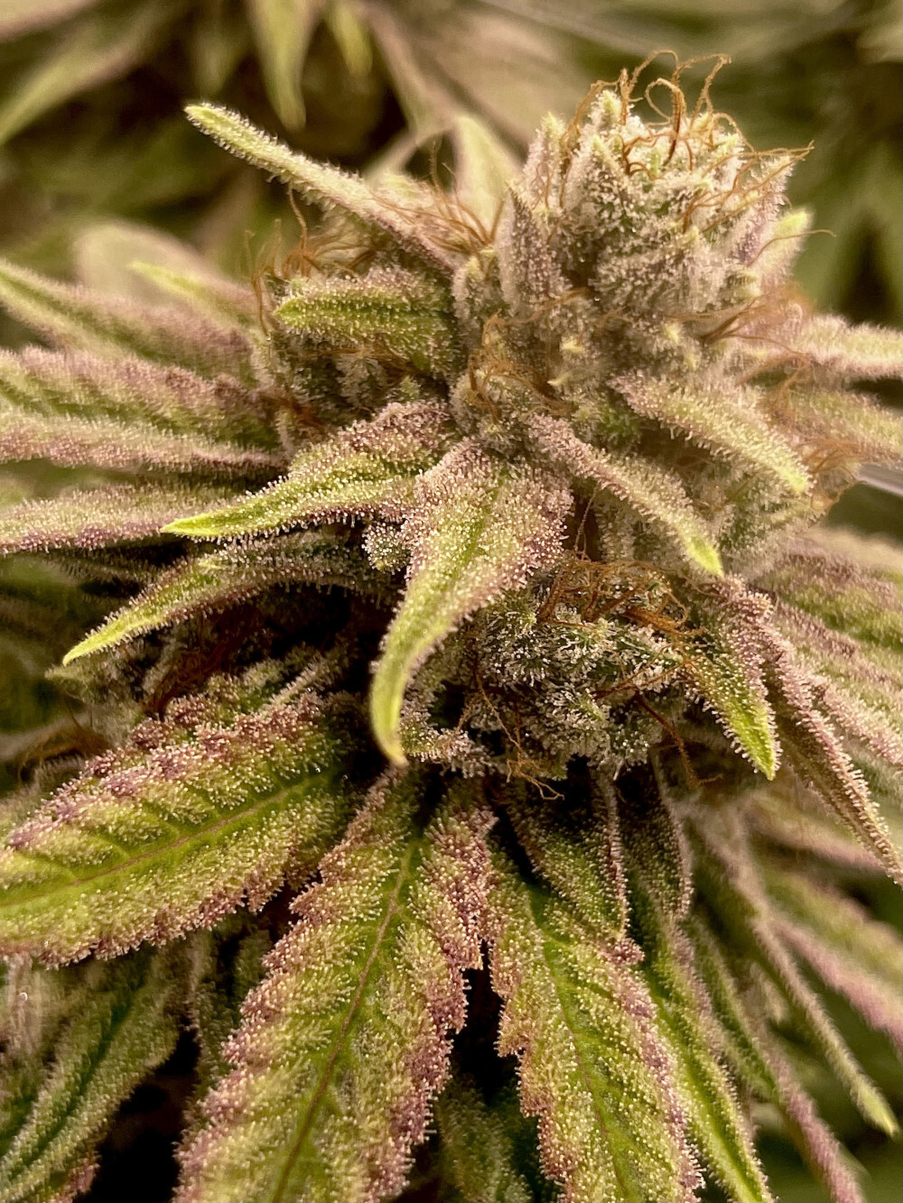 Rare Dankness - Runtz Ghost Train (fem.)