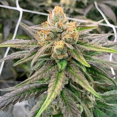 Rare Dankness - Somali Ghost Train (reg.) 08668