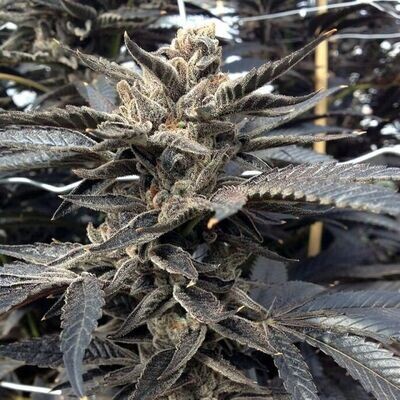 Rare Dankness - Star Killer (fem.) 08670