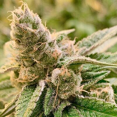 Rare Dankness - Tangerine Somali (reg.) 08671