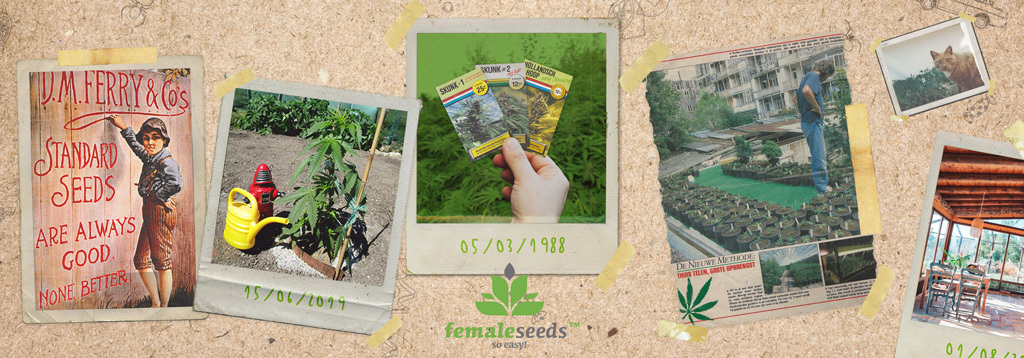 Female Seeds - Auto AK (auto/fem.)