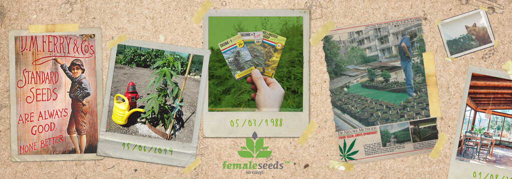 Купить семена каннабиса Female Seeds в Toro Growshop