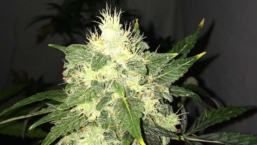 Nirvana Seeds - OG Kush Auto (auto/fem.)