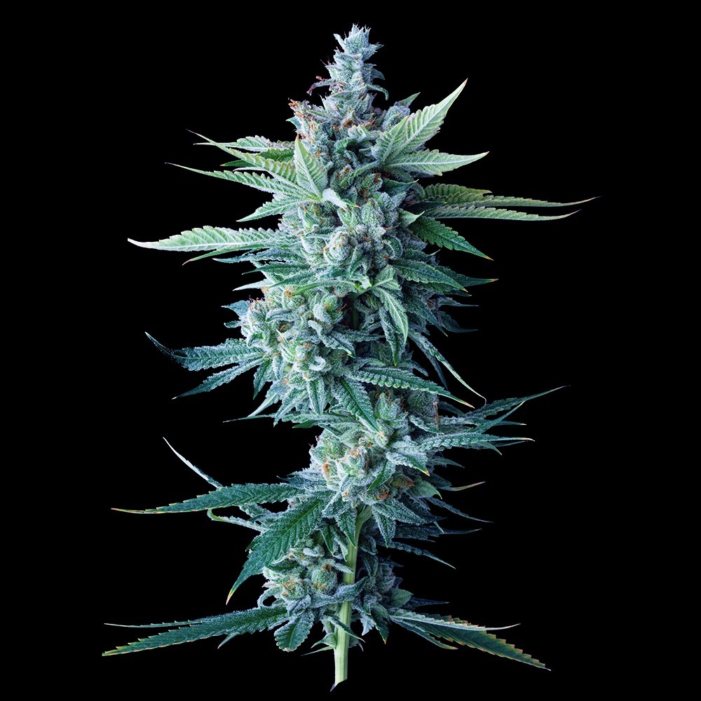DNA Genetics - Miss DNA aka Miss USA (fem.)