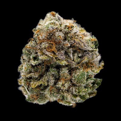 DNA Genetics - Miss DNA aka Miss USA (fem.) 06893