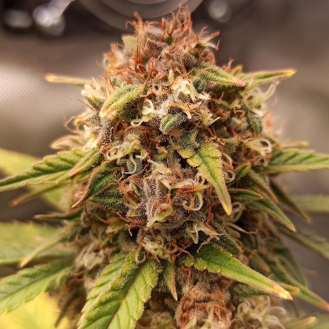 Doctor's Choice - Purple Ryder (auto/fem.)