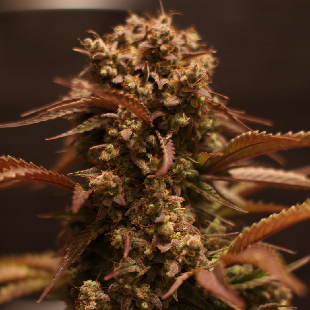 Doctor's Choice - Purple Ryder (auto/fem.)