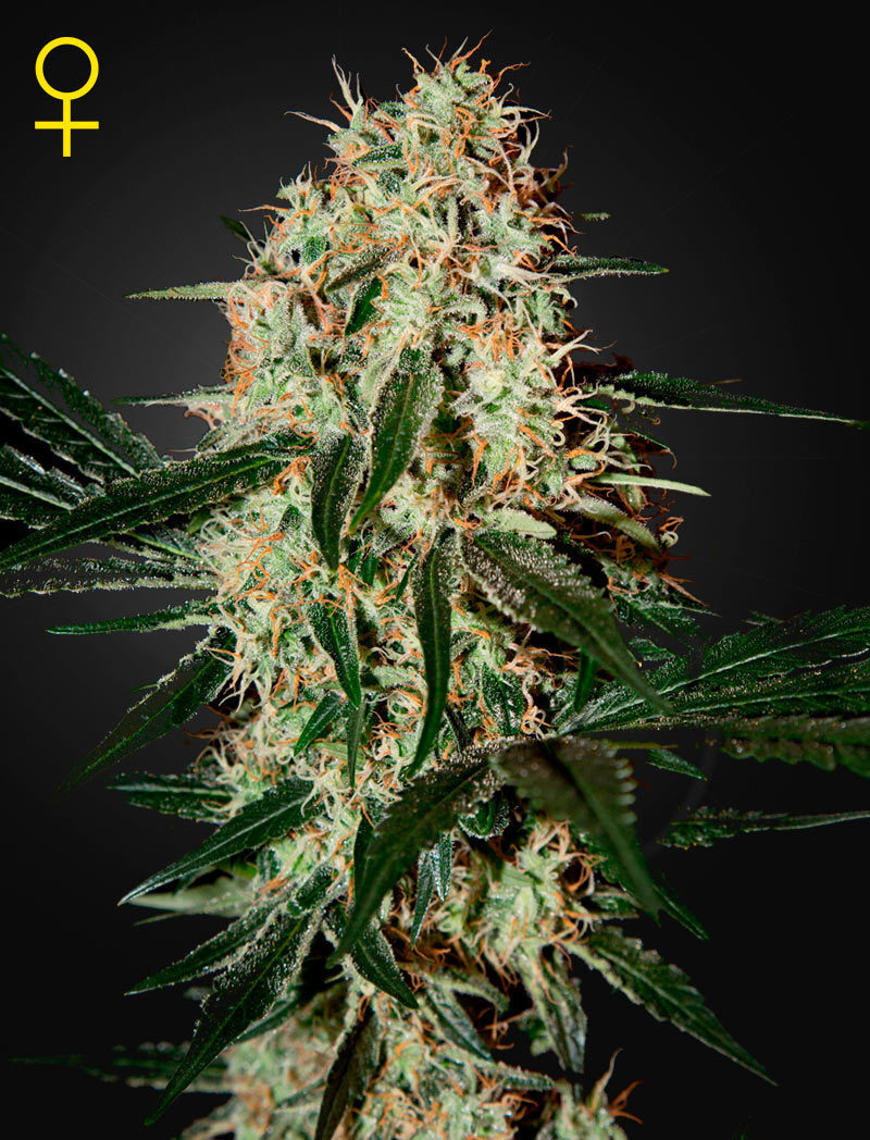 Green House Seeds - Arjan's Haze #3 (fem.)