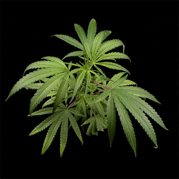 Green House Seeds - Arjan's Haze #3 (fem.)