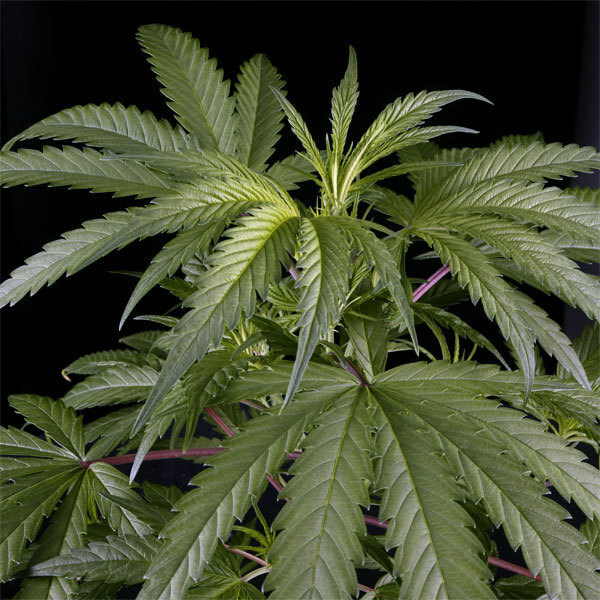 Green House Seeds - Arjan's Haze #3 (fem.)