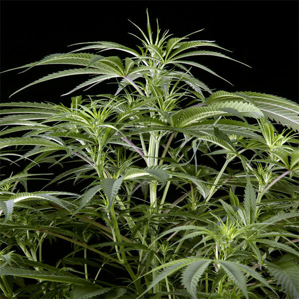 Green House Seeds - Arjan's Haze #3 (fem.)