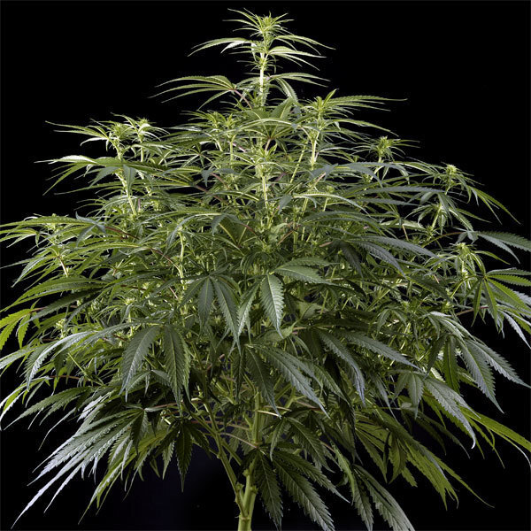 Green House Seeds - Arjan's Haze #3 (fem.)