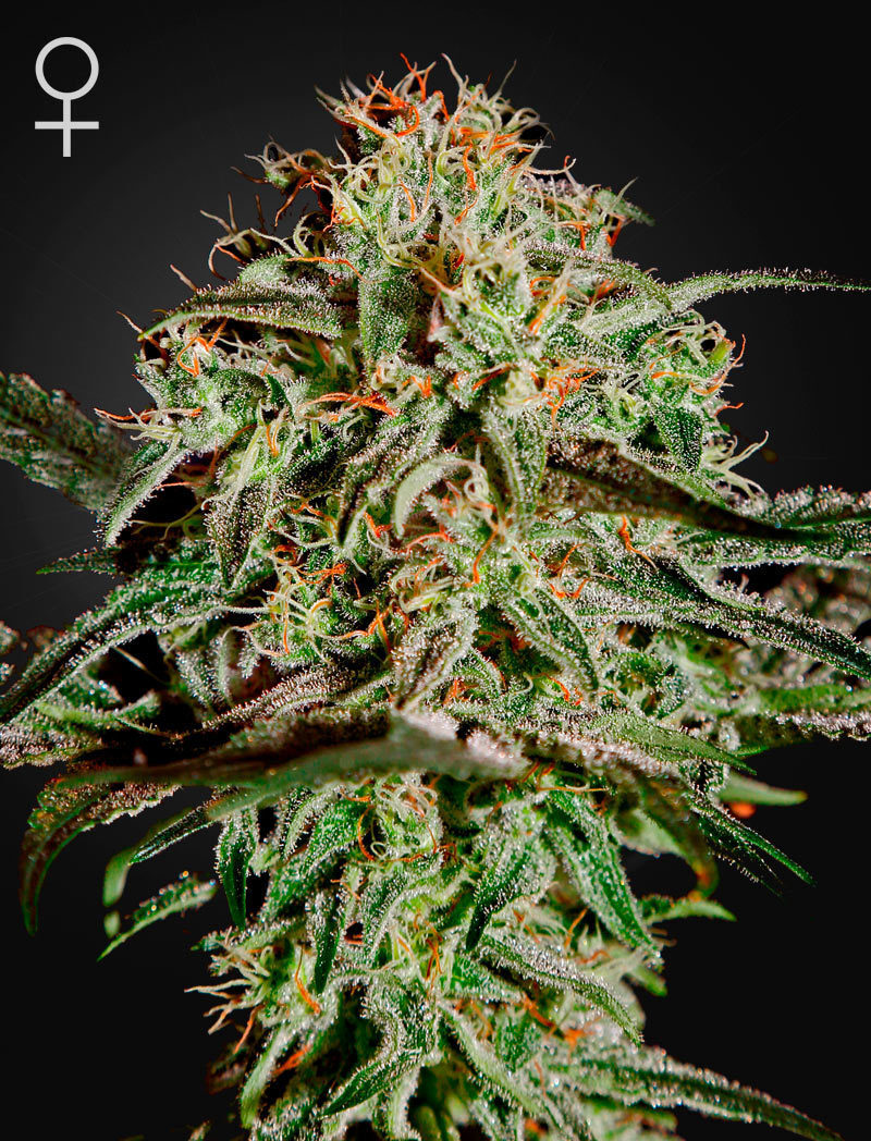 Green House Seeds - A.M.S. (fem.)