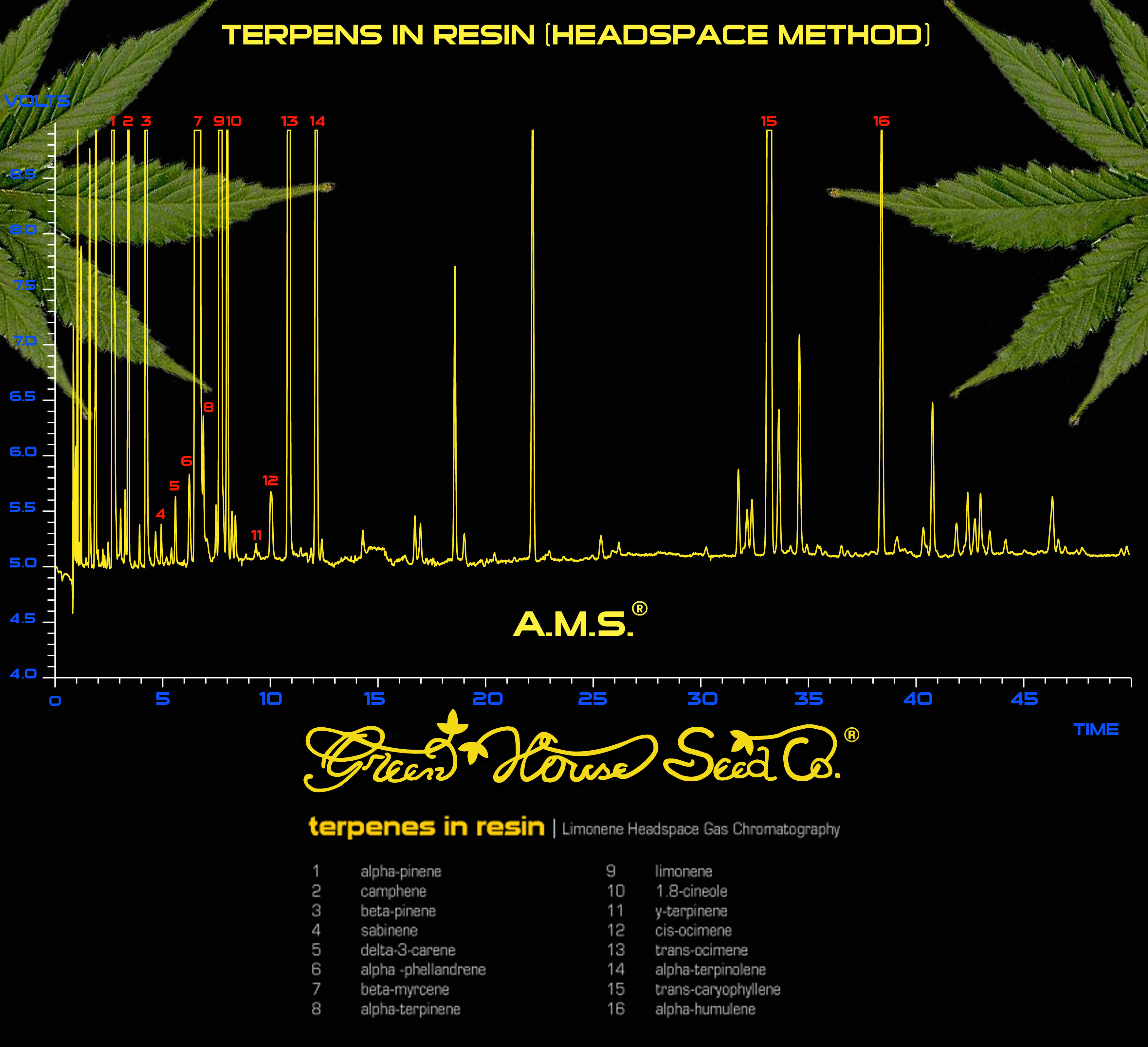 Green House Seeds - A.M.S. (fem.)
