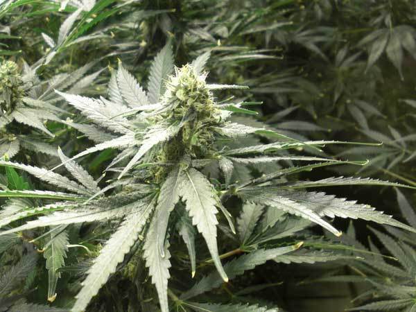 Green House Seeds - A.M.S. (fem.)