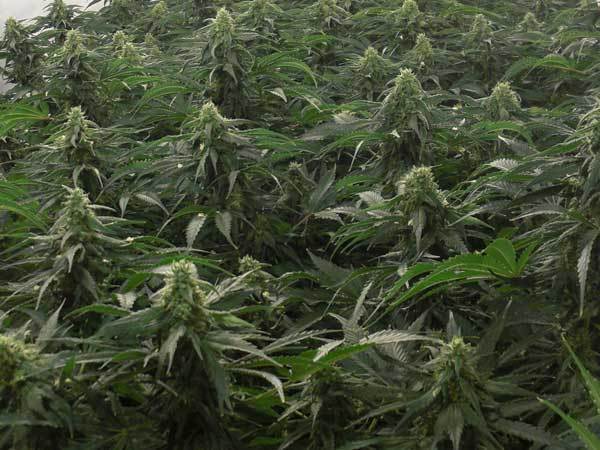 Green House Seeds - A.M.S. (fem.)