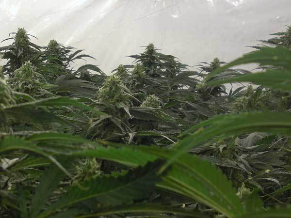 Green House Seeds - A.M.S. (fem.)