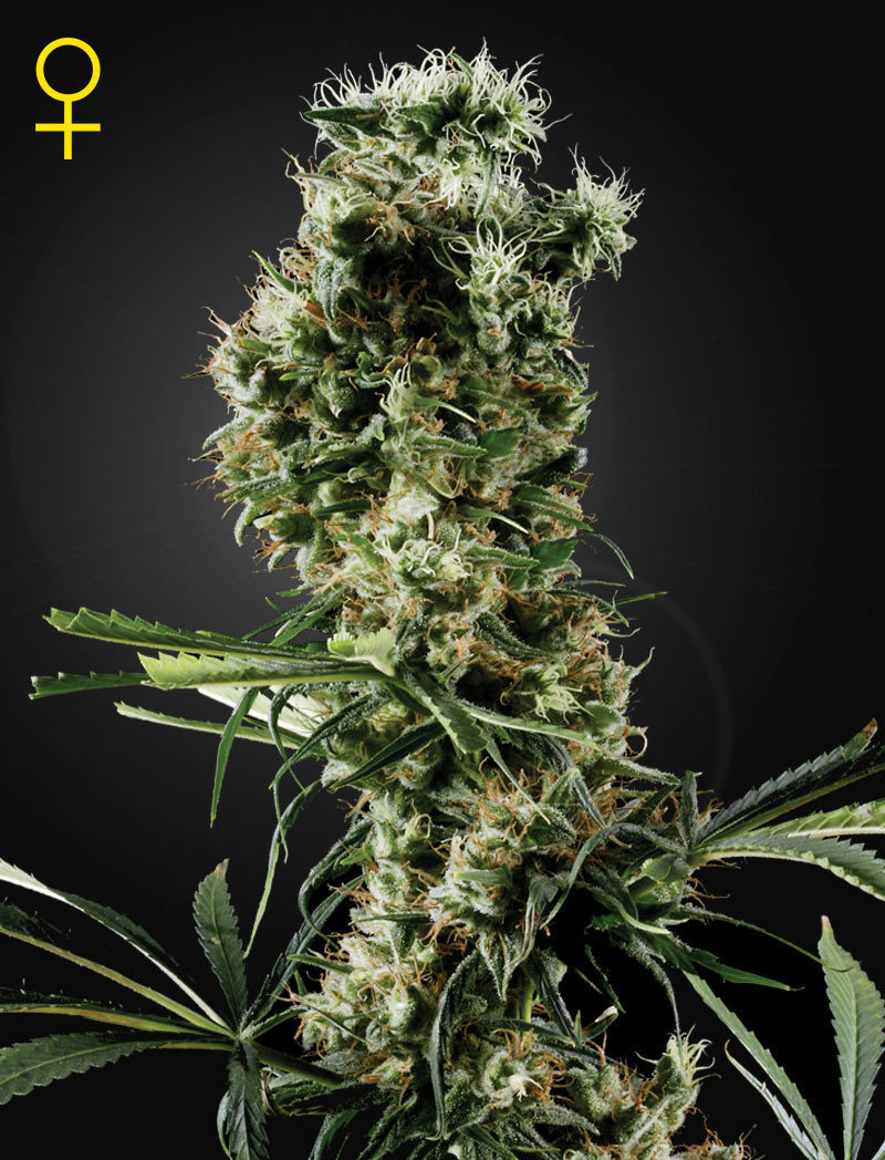 Green House Seeds - Arjan's Haze #2 (fem.)