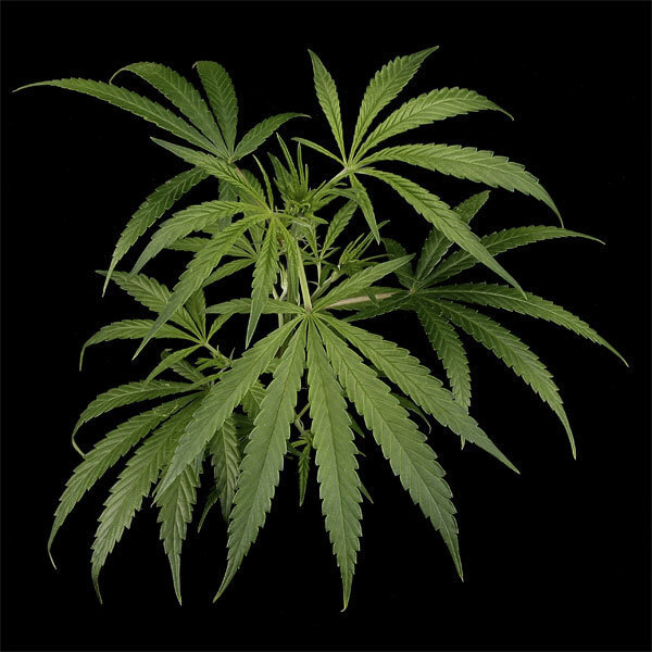 Green House Seeds - Arjan's Haze #2 (fem.)