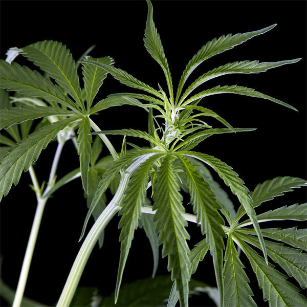 Green House Seeds - Arjan's Haze #2 (fem.)