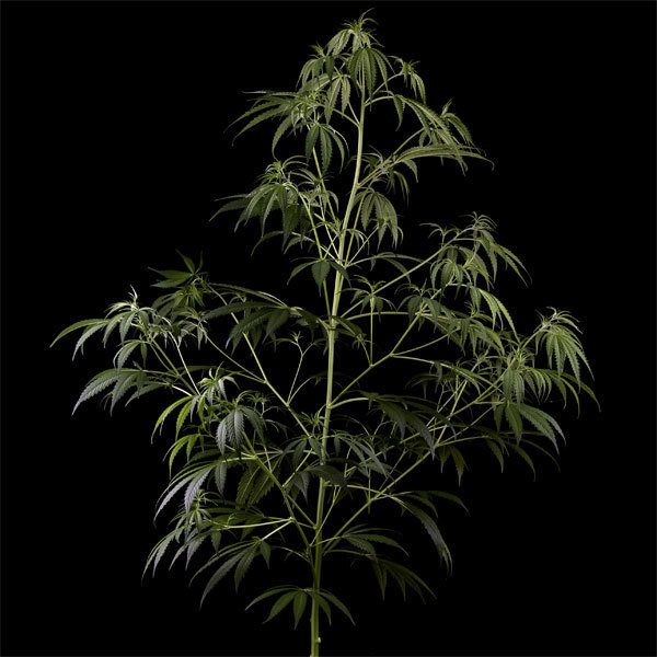 Green House Seeds - Arjan's Haze #2 (fem.)