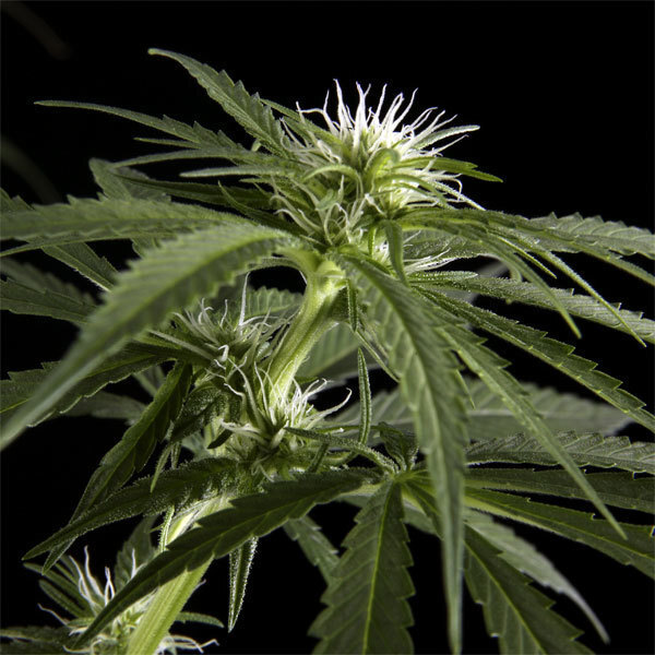 Green House Seeds - Arjan's Haze #2 (fem.)