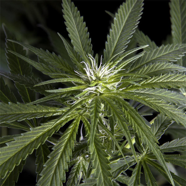Green House Seeds - Arjan's Haze #2 (fem.)