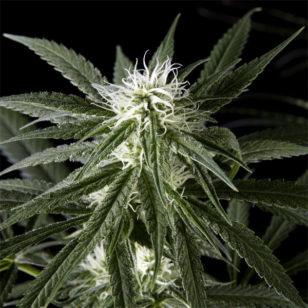 Green House Seeds - Arjan's Haze #2 (fem.)