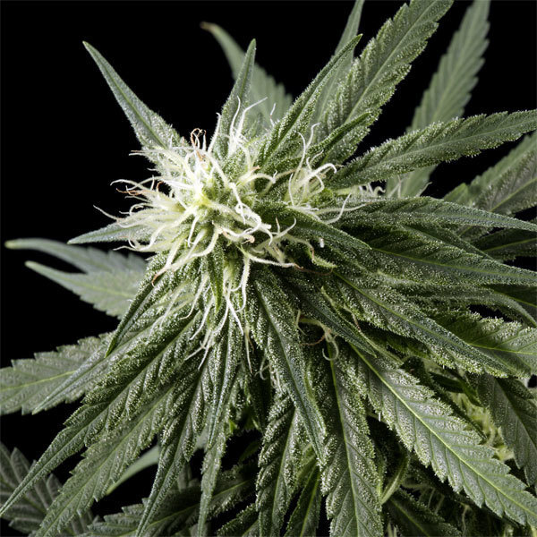 Green House Seeds - Arjan's Haze #2 (fem.)