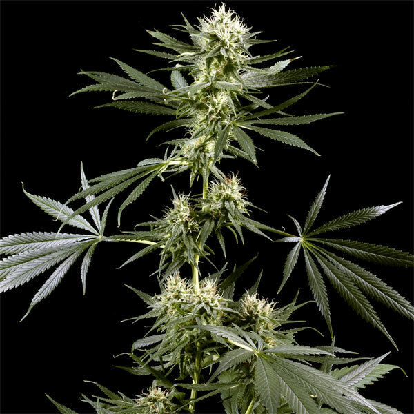 Green House Seeds - Arjan's Haze #2 (fem.)