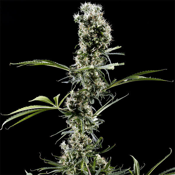 Green House Seeds - Arjan's Haze #2 (fem.)