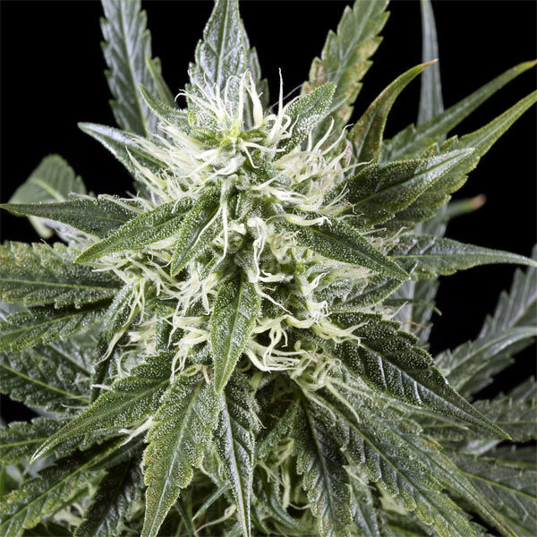 Green House Seeds - Arjan's Haze #3 (fem.)