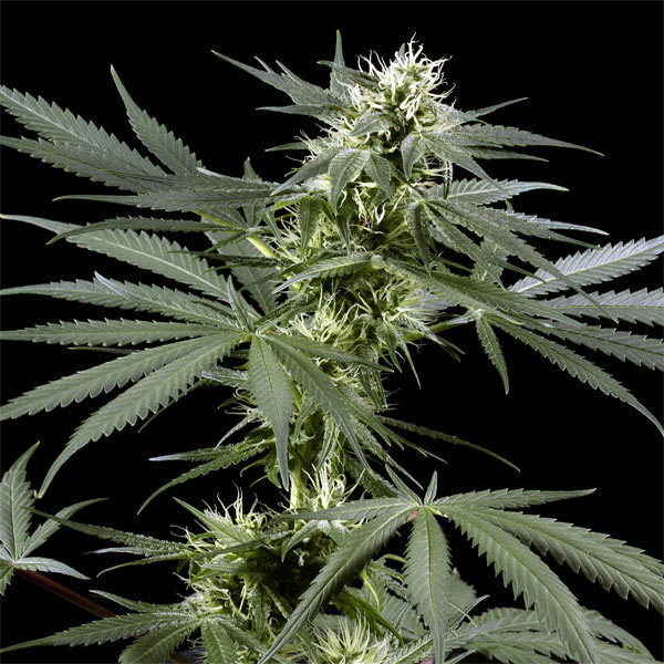 Green House Seeds - Arjan's Haze #3 (fem.)