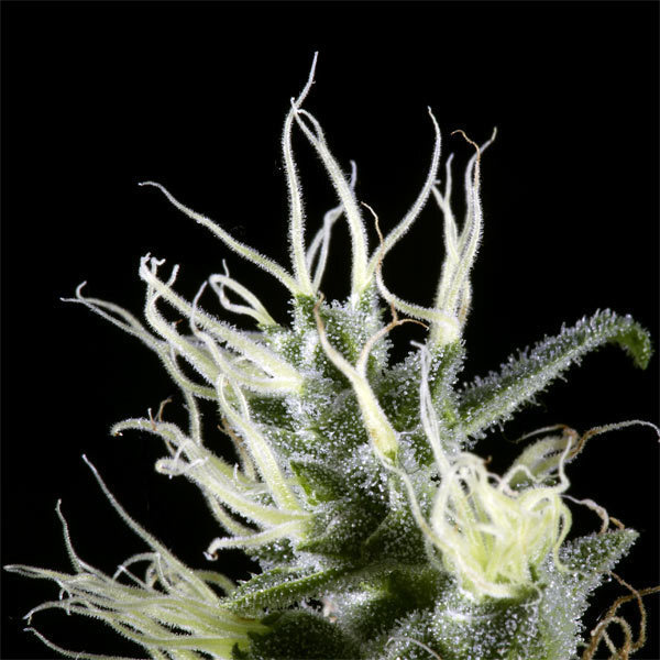 Green House Seeds - Arjan's Haze #3 (fem.)