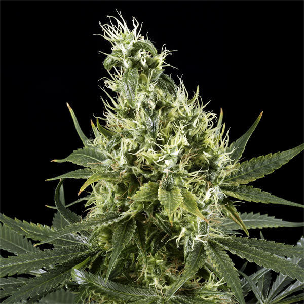 Green House Seeds - Arjan's Haze #3 (fem.)