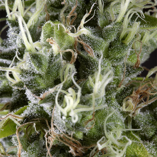 Green House Seeds - Arjan's Haze #3 (fem.)