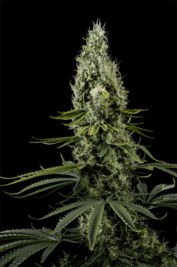 Green House Seeds - Arjan's Haze #3 (fem.)