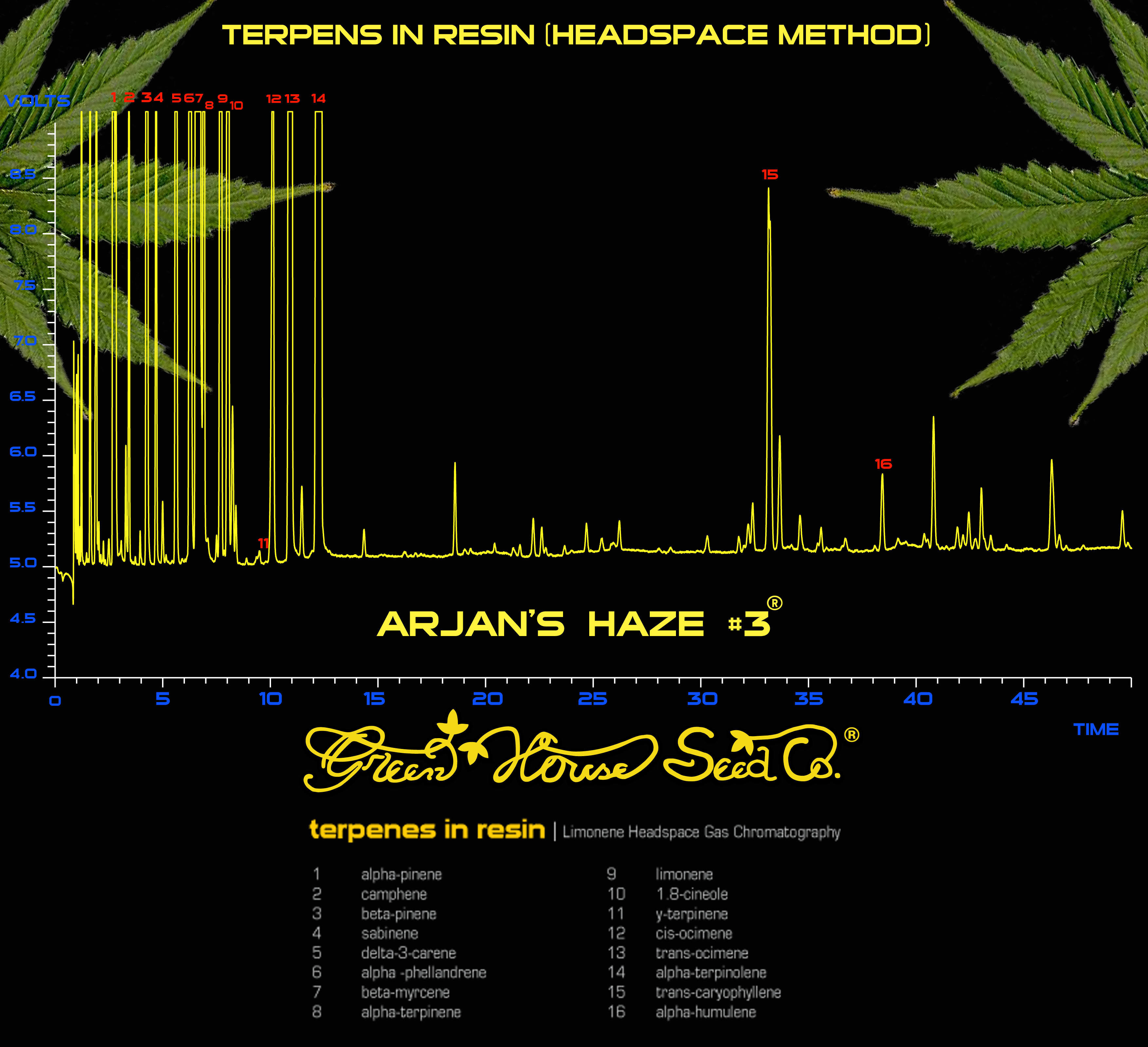 Green House Seeds - Arjan's Haze #3 (fem.)