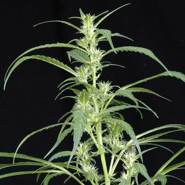 Green House Seeds - Arjan's Ultra Haze #2 (fem.)