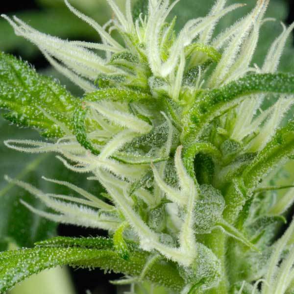 Green House Seeds - Arjan's Ultra Haze #2 (fem.)