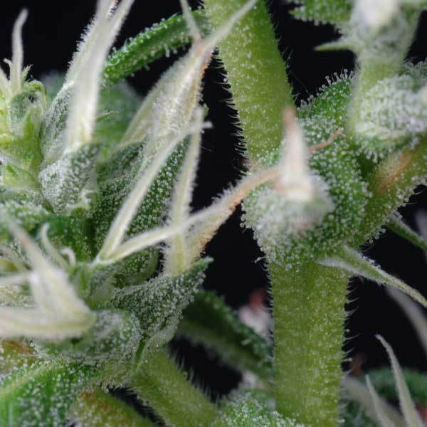 Green House Seeds - Arjan's Ultra Haze #2 (fem.)