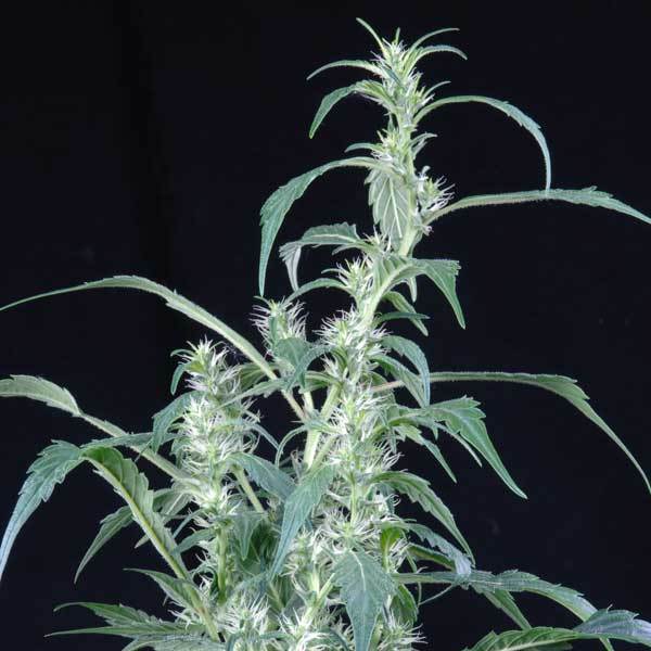Green House Seeds - Arjan's Ultra Haze #2 (fem.)