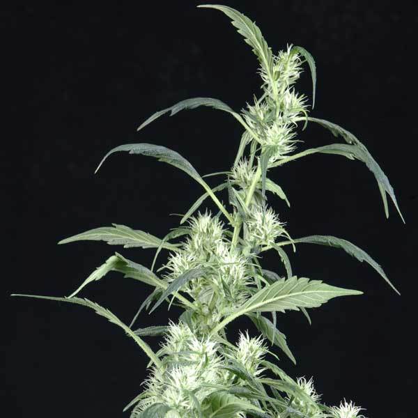 Green House Seeds - Arjan's Ultra Haze #2 (fem.)